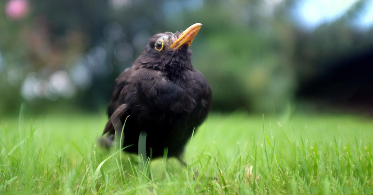 „Amseln sterben wie die Fliegen“ auch im Odenwald